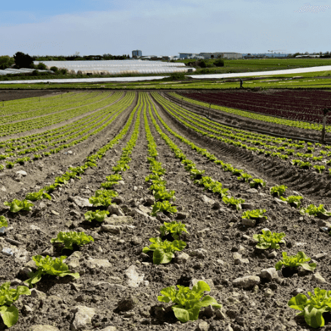 champ de salades