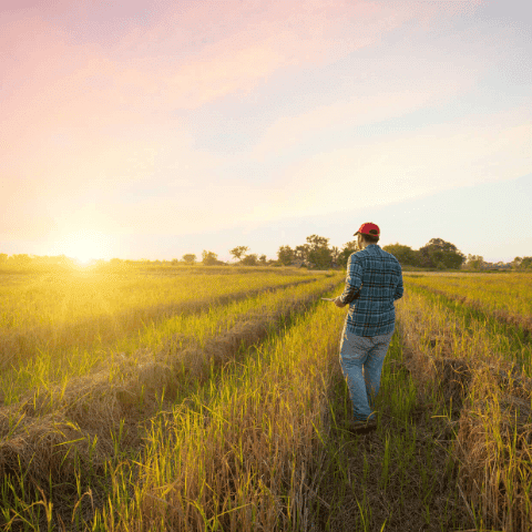 agriculteur dans un champ