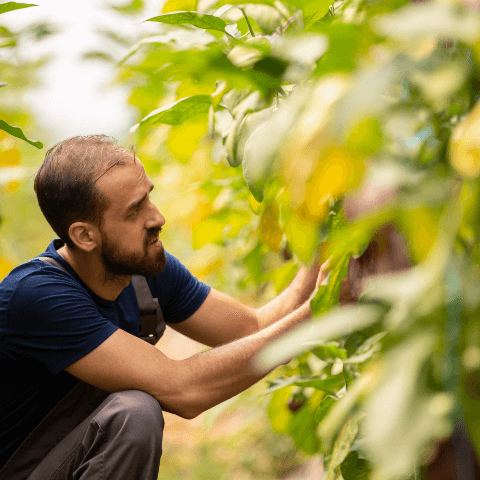 agriculteur