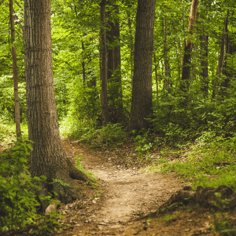 parcelle de forêt