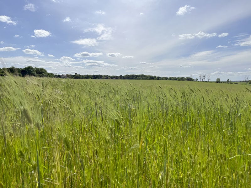 Champ de blé