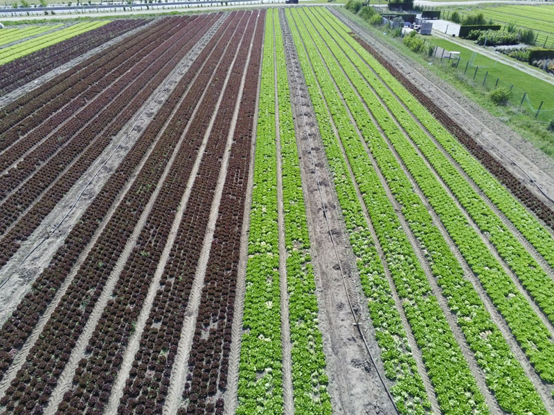 Cultures de salades