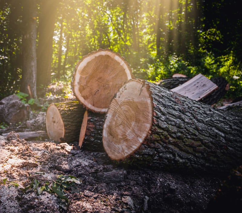 Bois coupé dans une forêt