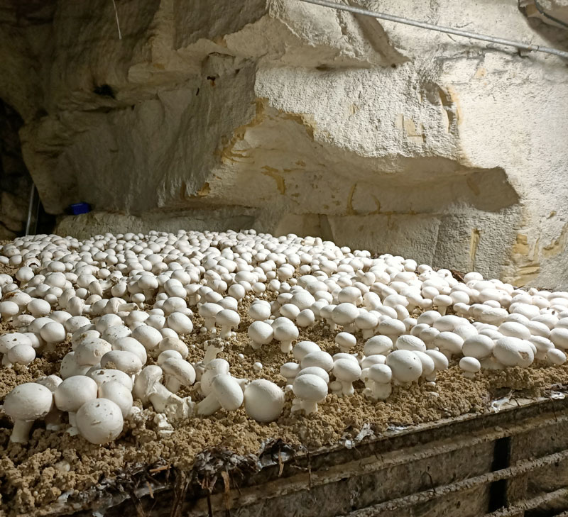 culture de champignons