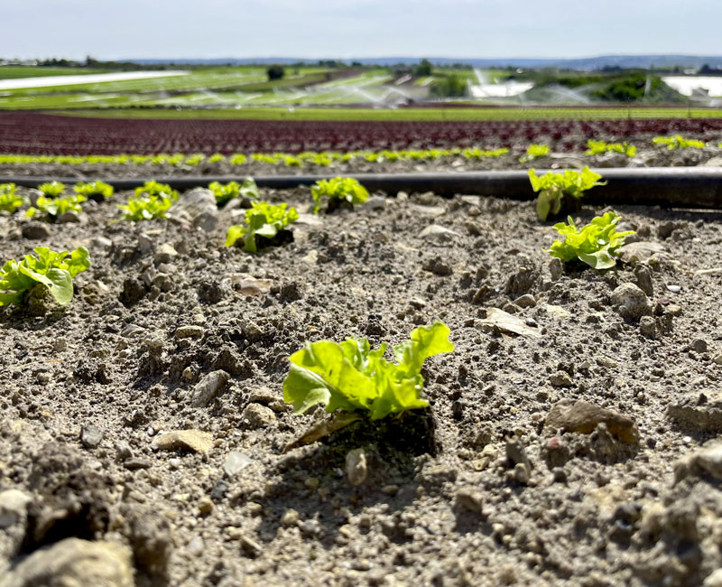 vue proche de cultures de salades